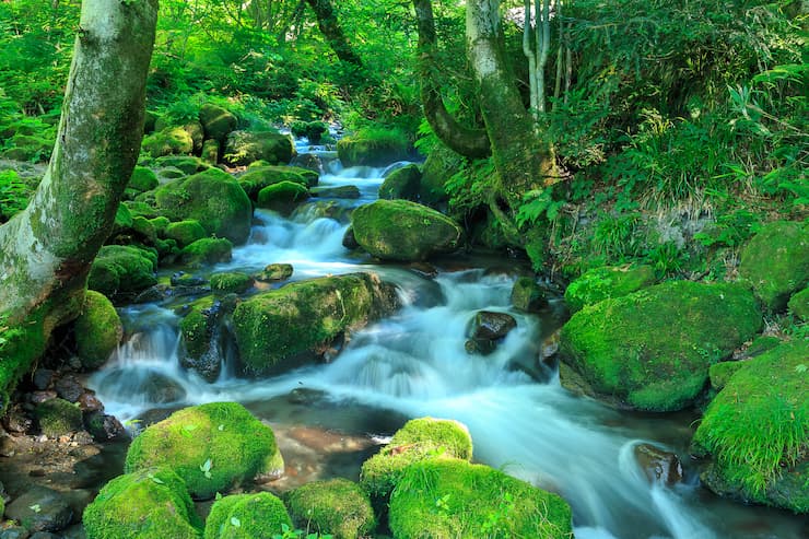 木谷沢渓流（奥大山）