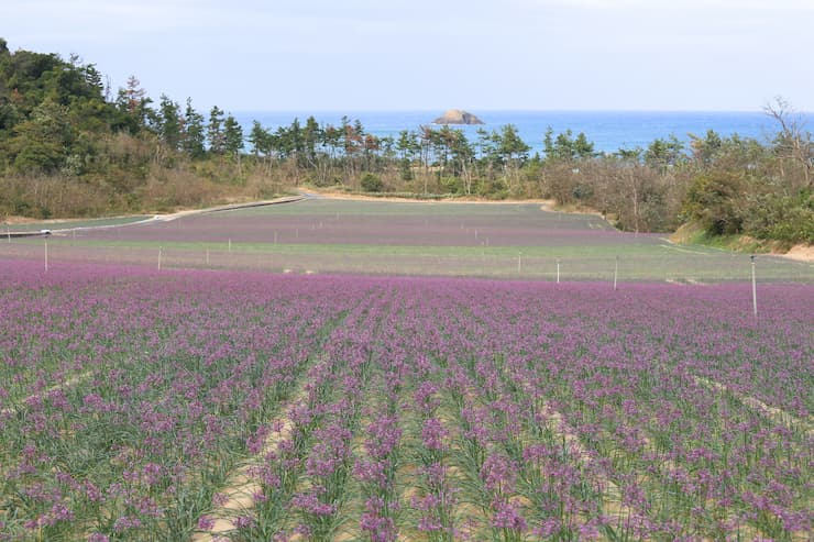 ラッキョウ花畑と海No.7262　提供：鳥取県