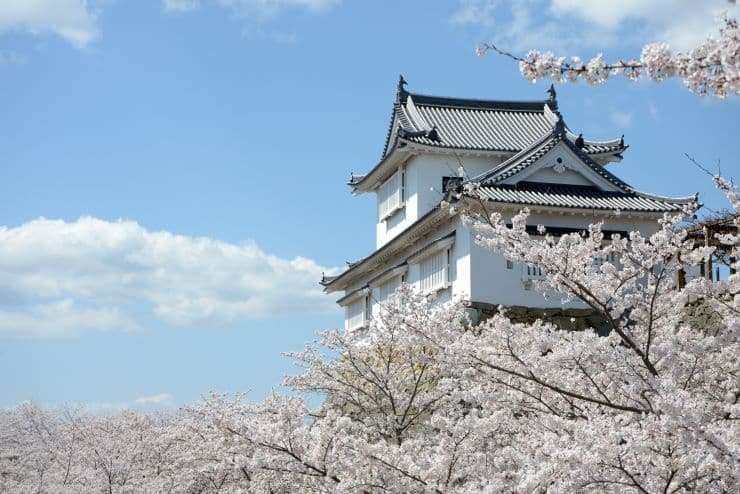 津山城と桜