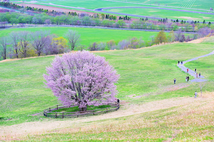 うらかわオバケ桜 提供:浦河町