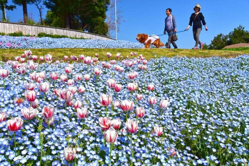 淡路島国営明石海峡公園 写真提供：HYOGO！ナビ