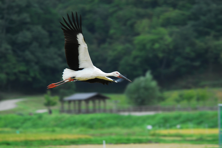 コウノトリ 提供:豊岡市