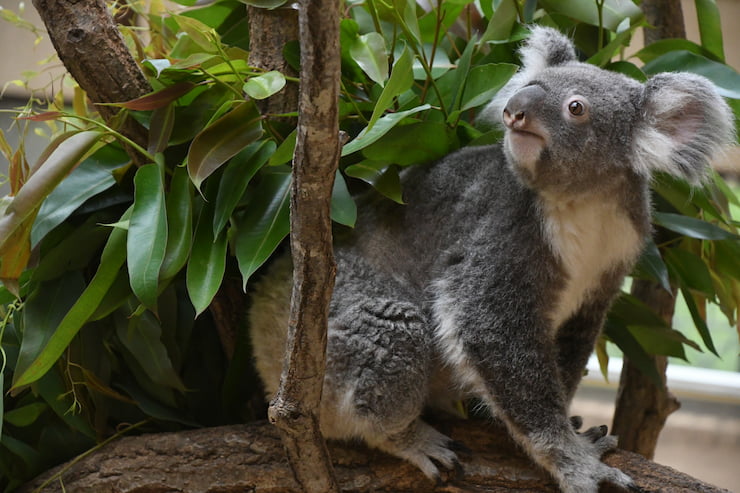 王子動物園のコアラ 提供:提供:神戸市立王子動物園