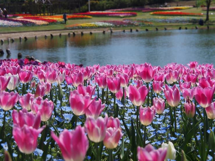 国営明石海峡公園