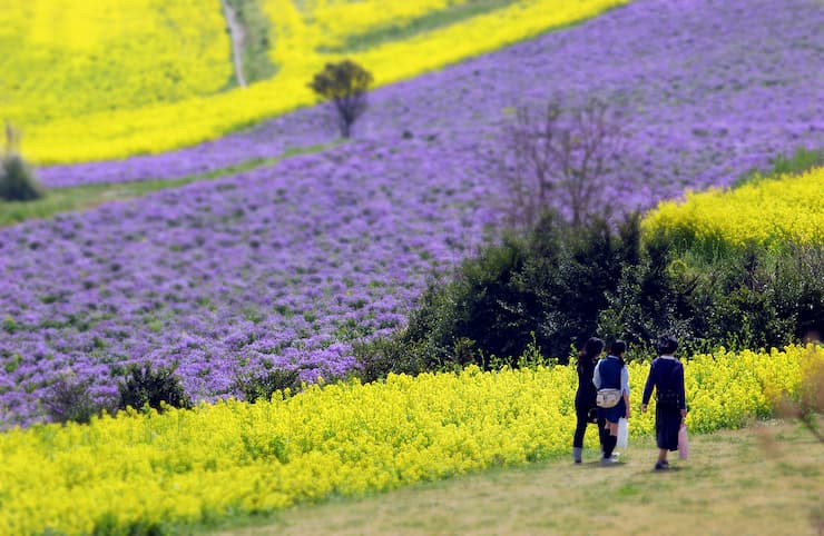 あわじ花さじき