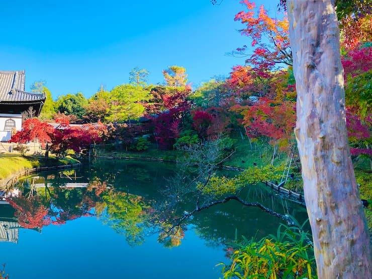 京都_高台寺_臥龍池秋昼イメージ