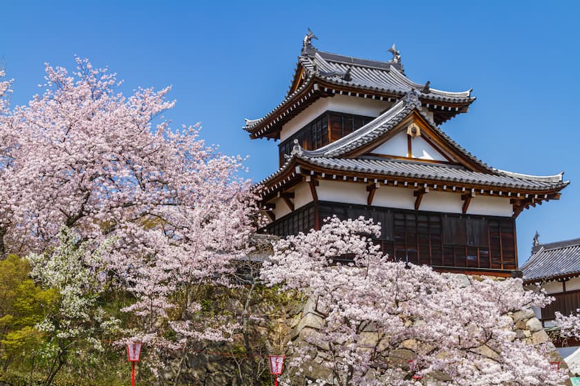 郡山城と桜