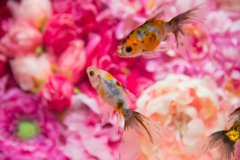 dsc_s_l1249286 写真提供：奈良金魚ミュージアム