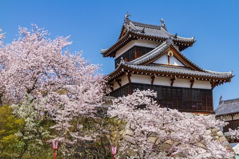 郡山城と桜
