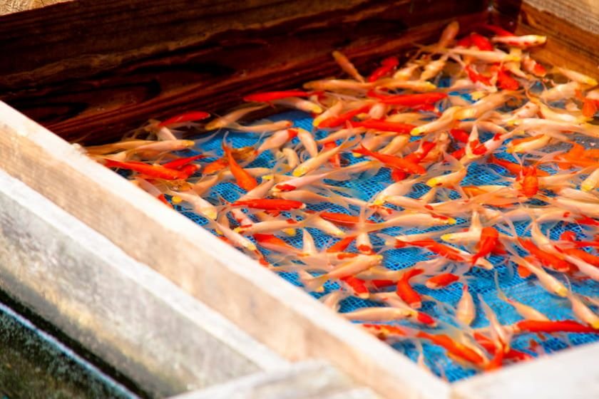 金魚の養殖