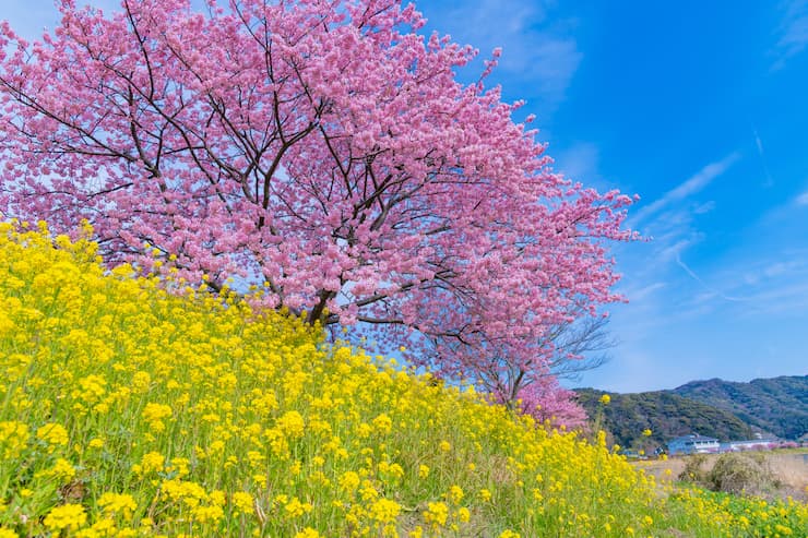 静岡県_河津桜と菜の花