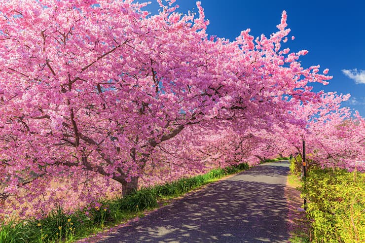 静岡県_河津桜