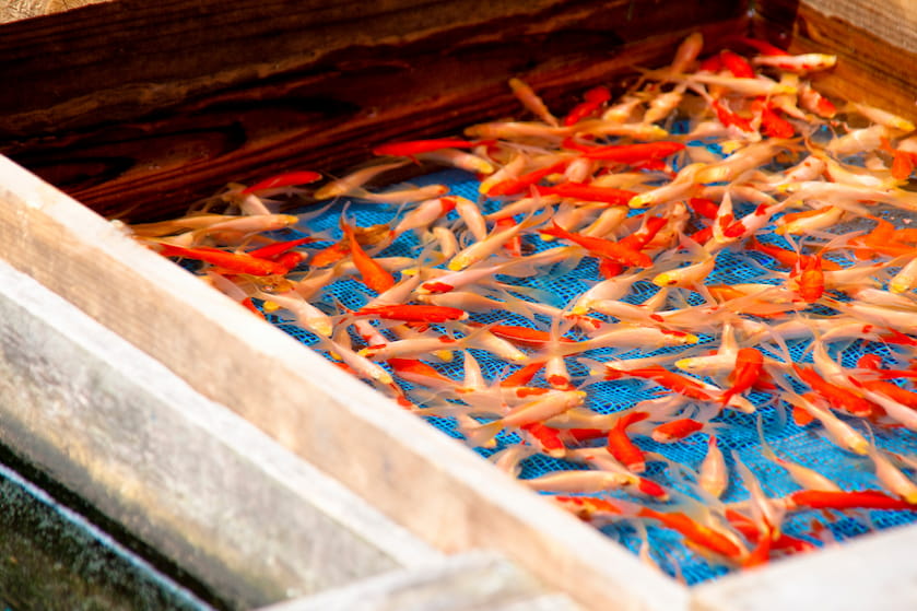 金魚の養殖