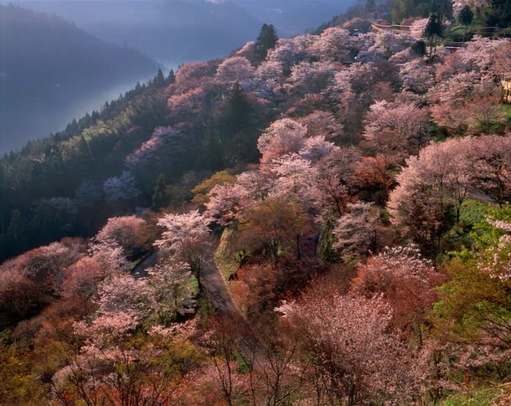 吉野山・早春の朝　提供：一般財団法人奈良県ビジターズビューロー