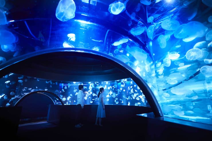 京都_京都水族館_クラゲワンダー