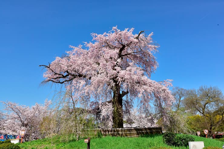 京都_円山公園_桜