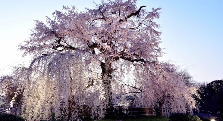 京都_円山公園_祇園夜桜