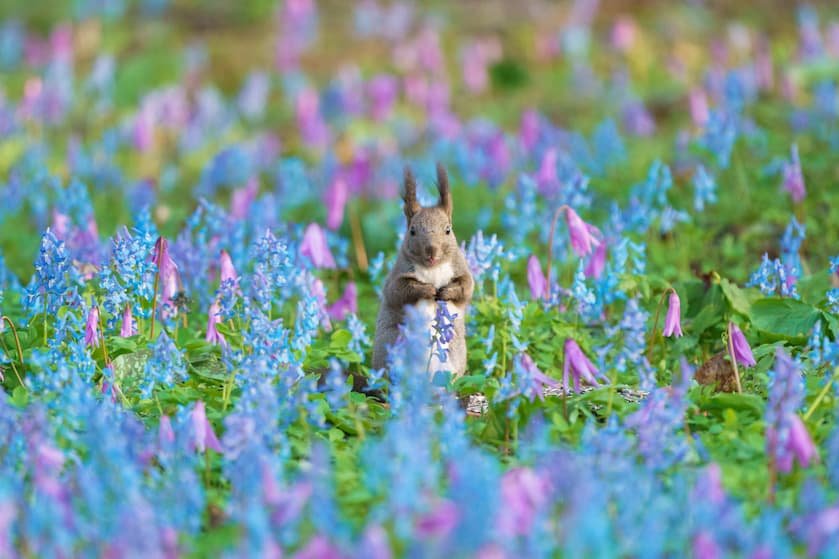 北海道観光・エゾリスと花畑（イメージ）