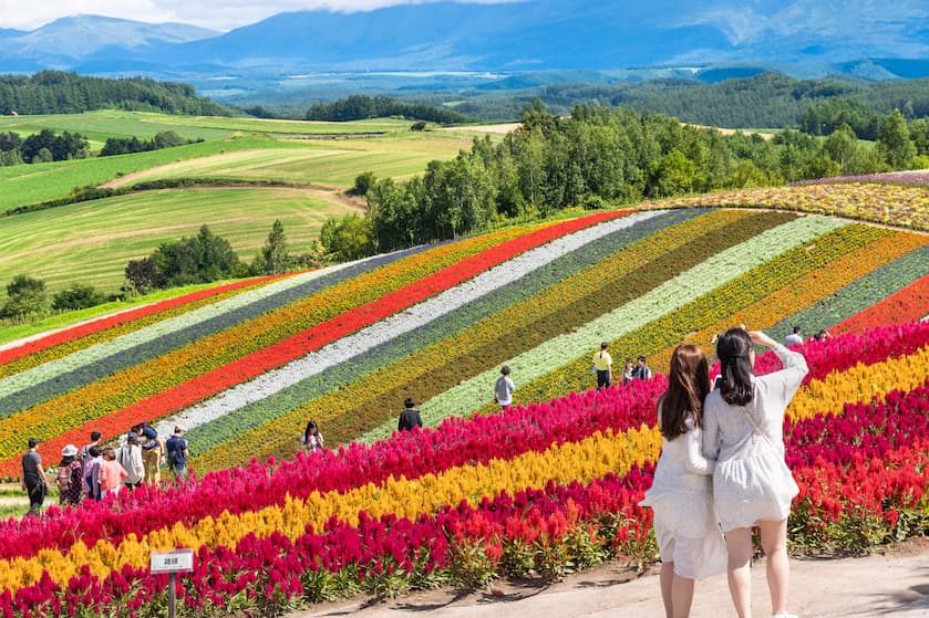 広大な花畑 / 北海道 美瑛町の観光イメージ