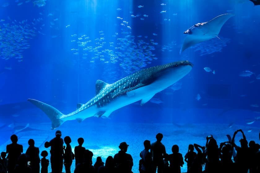 沖縄美ら海水族館_大水槽