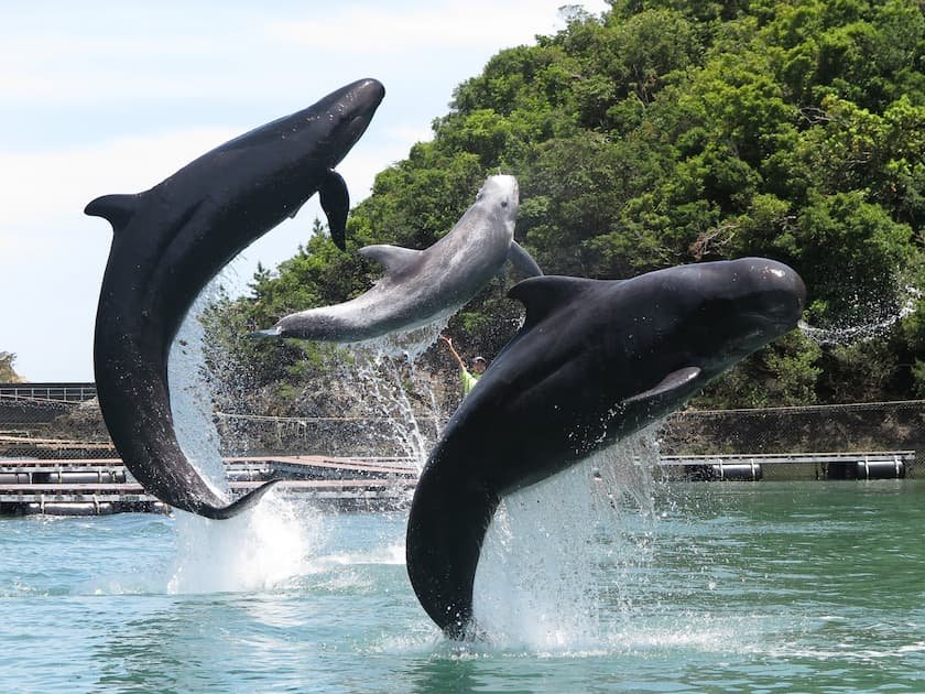 クジラショー　提供：太地町立くじらの博物館
