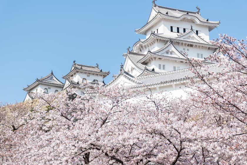 姫路城の桜