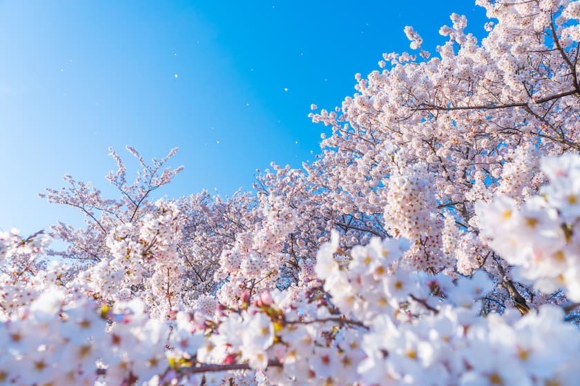 桜