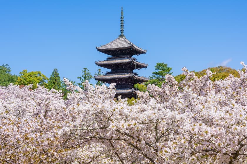 仁和寺の御室桜と五重塔