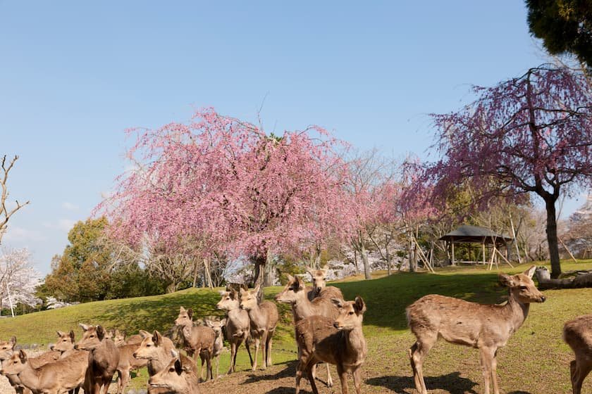 奈良公園の桜と鹿