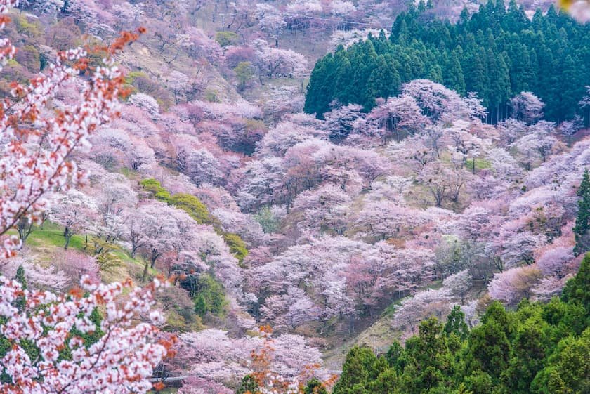 吉野山の桜