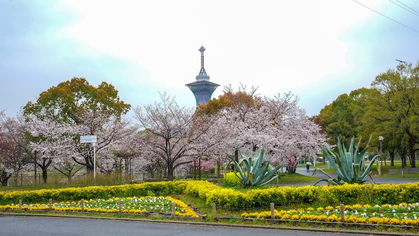 花博記念公園の花壇と桜