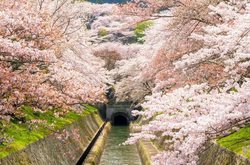 関西地方の桜名所＆お花見スポット18選【2026】