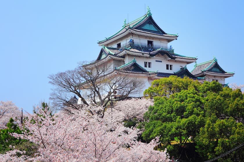和歌山城桜