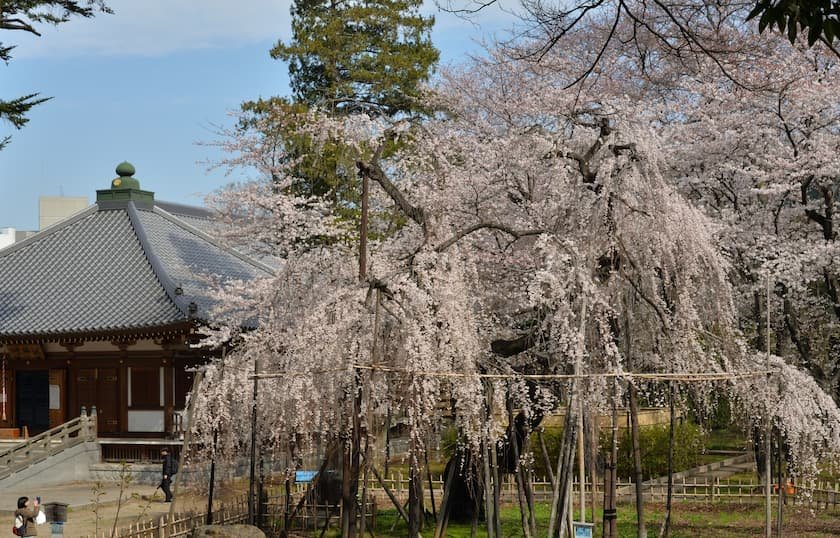 真間山 弘法寺の伏姫桜