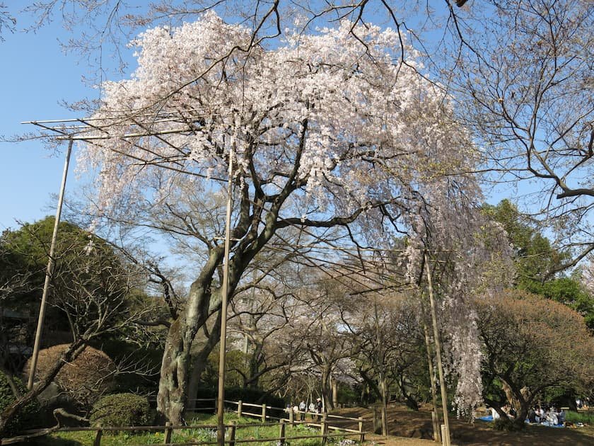 清水公園