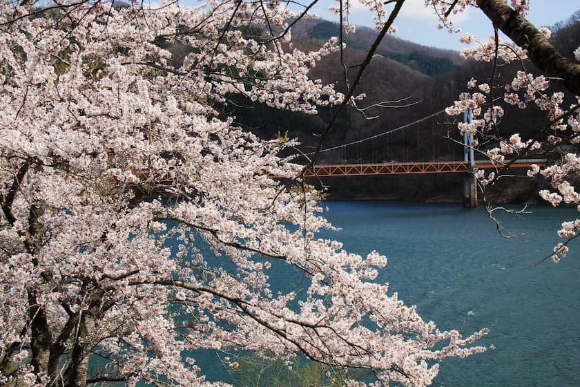 北陸地方の桜名所＆お花見スポット9選【2026】