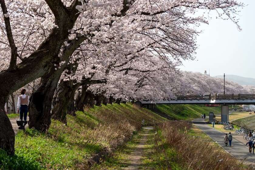 足羽川桜並木