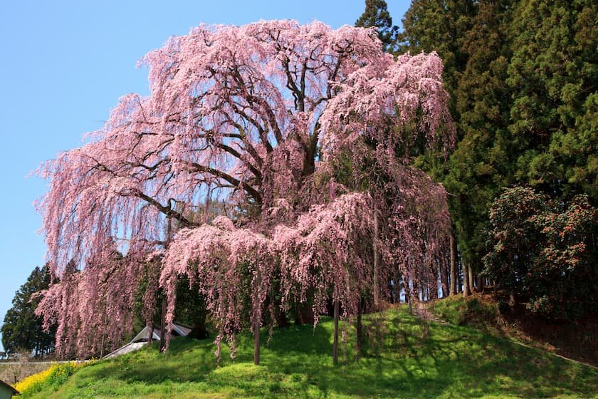 合戦場のしだれ桜