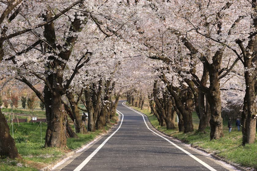 赤城南面千本桜