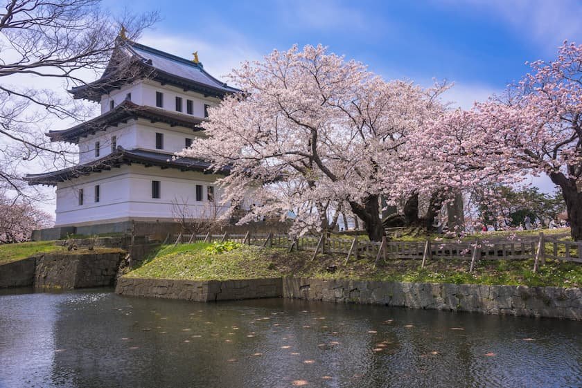 桜咲く松前公園
