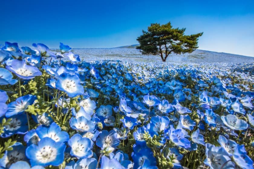 国営ひたち海浜公園ネモフィラ
