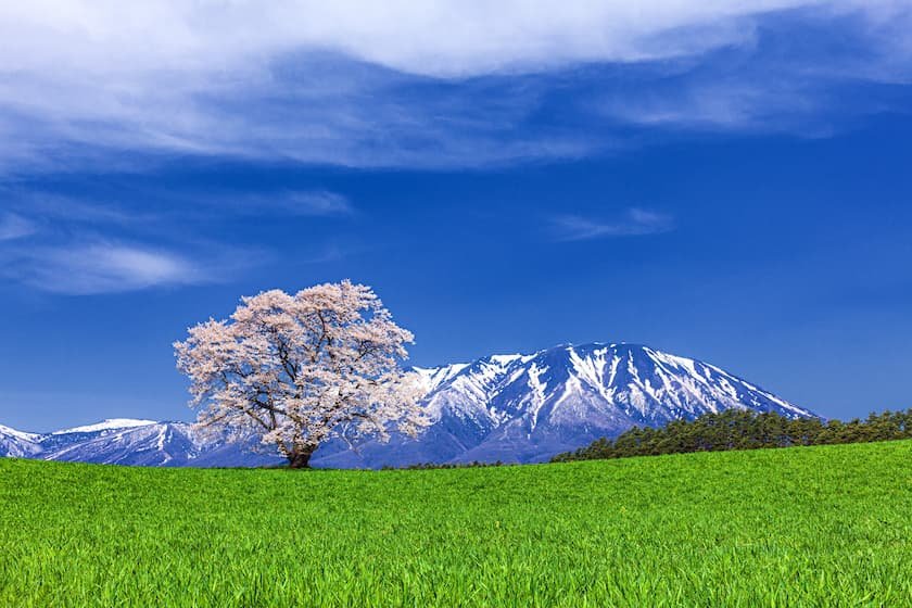 小岩井農場の一本桜