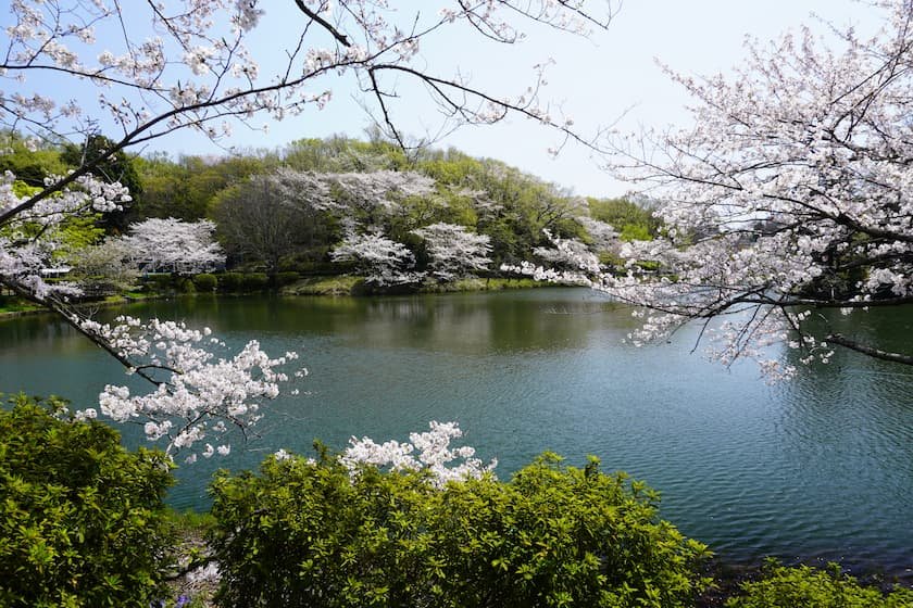 三ツ池公園の桜
