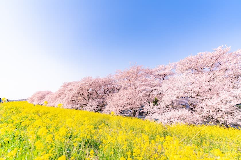 熊谷桜堤の桜並木と菜の花