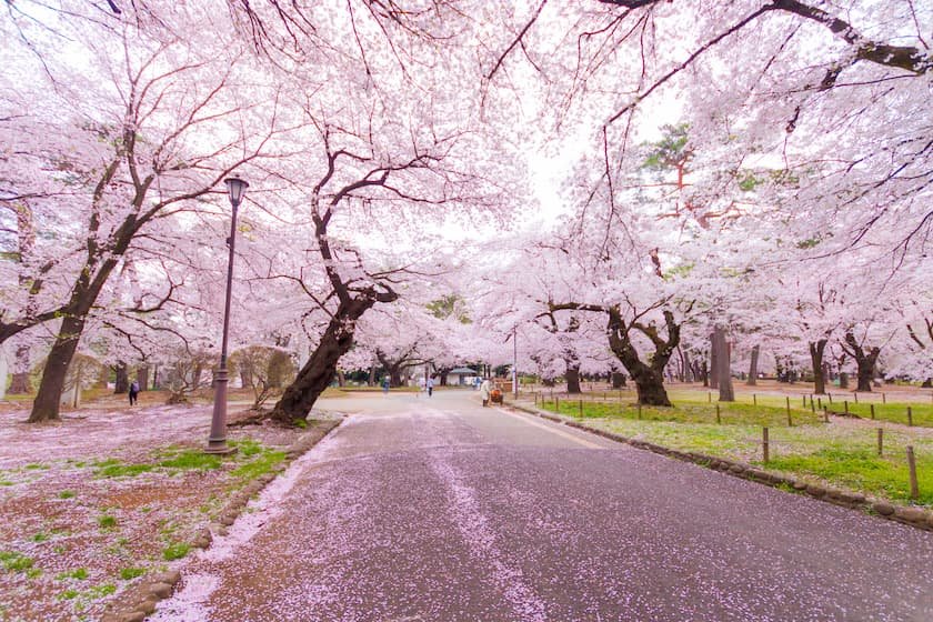 大宮公園の桜並木