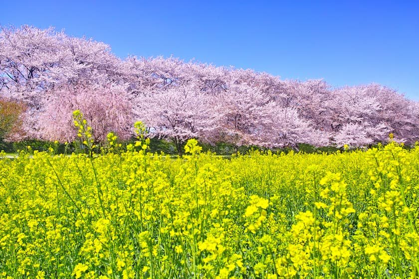 関東地方の桜名所＆お花見スポット19選！【2026】