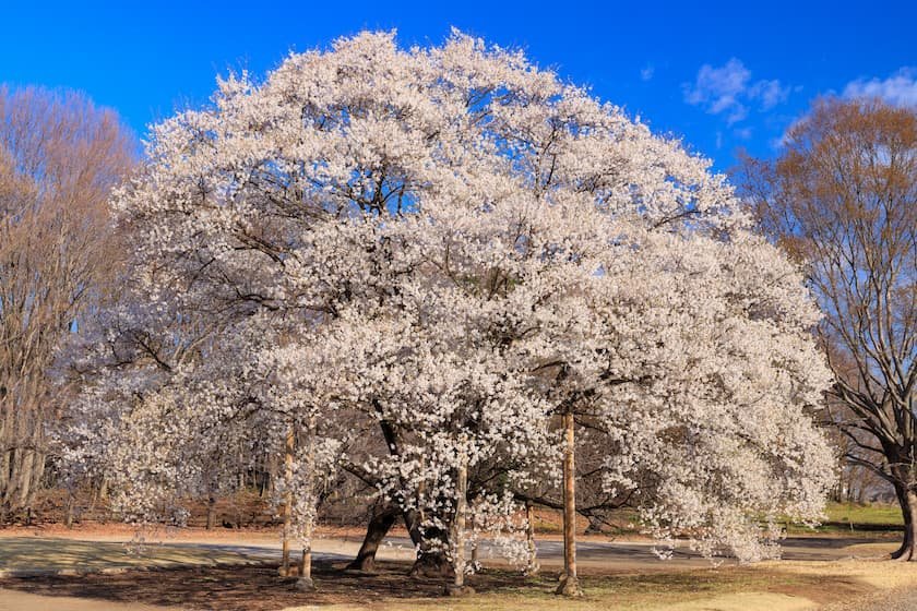 天平の丘公園の淡墨桜