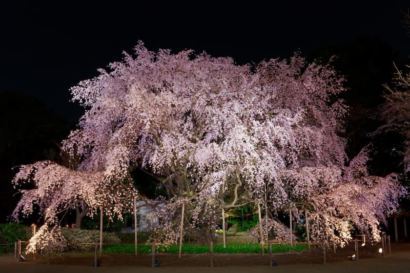 六義園の夜桜