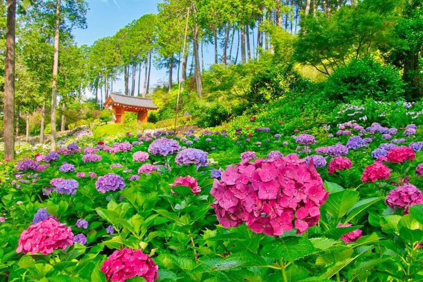 三室戸寺のあじさい