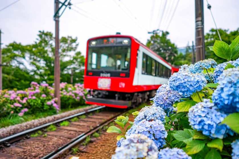 あじさいの季節の箱根登山鉄道